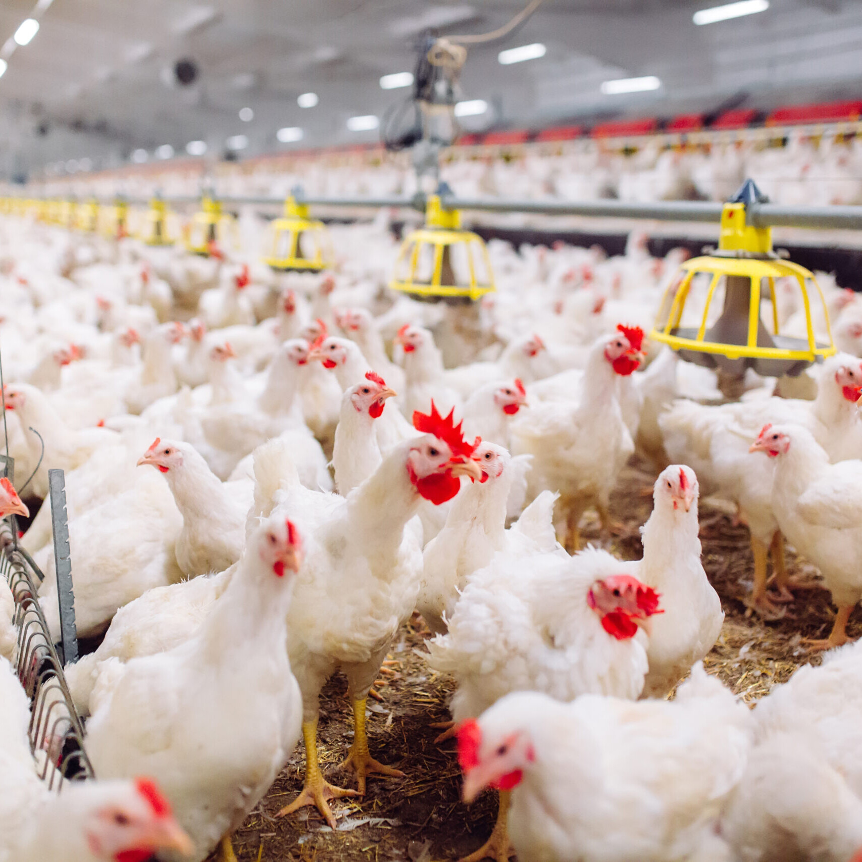 Poultry Wastewater Solutions