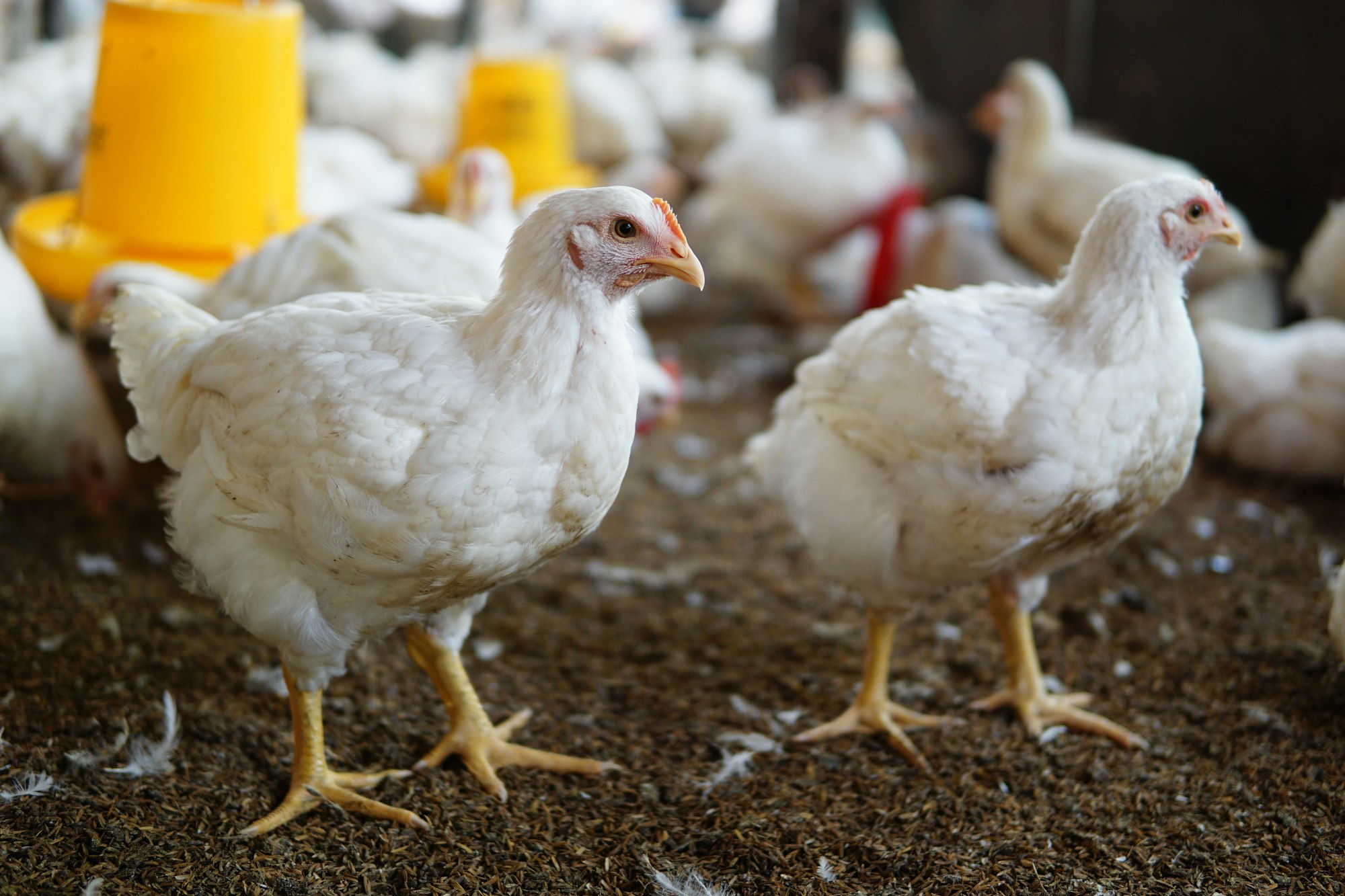 Poultry Wastewater Solution