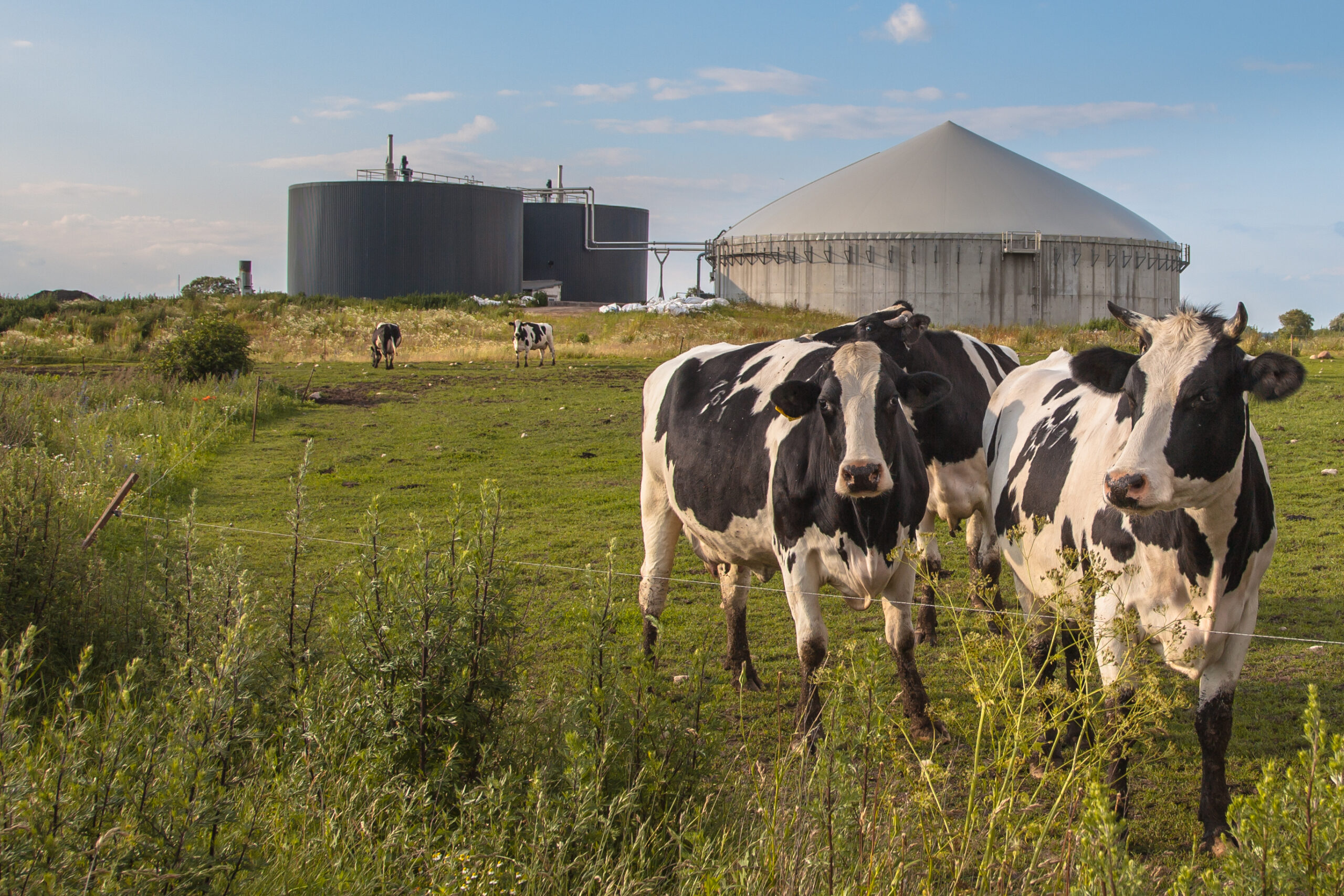 plant with Cows, Digestate