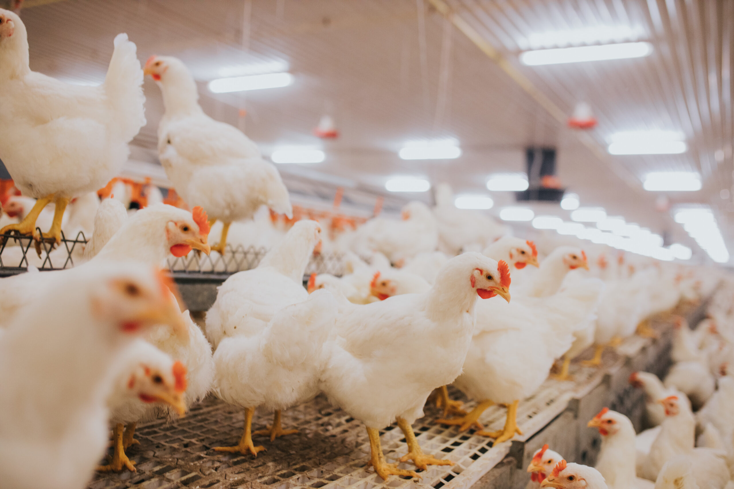 Future-proofing poultry processing plants