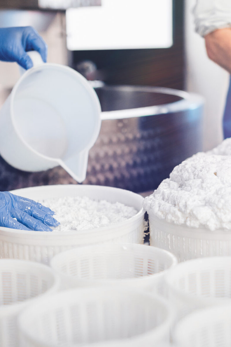 dairy processors, dairy processing